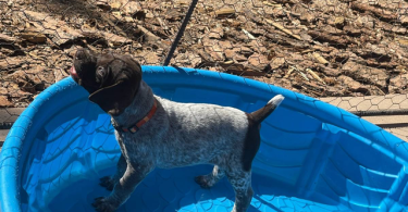 AKC registered German Shorthair Pointer Puppies