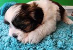 6 Teddy Bear Puppies For sale