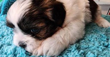 6 Teddy Bear Puppies For sale