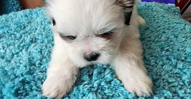 6 Teddy Bear Puppies For sale