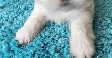 6 Teddy Bear Puppies For sale