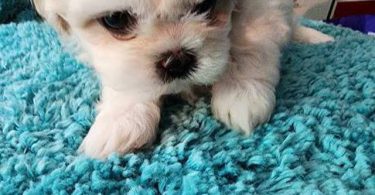 6 Teddy Bear Puppies For sale