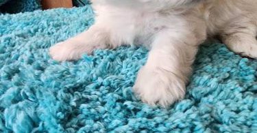 6 Teddy Bear Puppies For sale