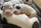 10 American bully mix puppies up for adoption