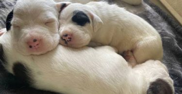 10 American bully mix puppies up for adoption