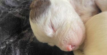 10 American bully mix puppies up for adoption