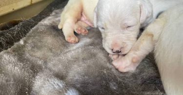 10 American bully mix puppies up for adoption