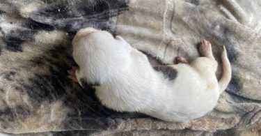 10 American bully mix puppies up for adoption