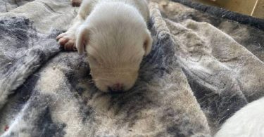 10 American bully mix puppies up for adoption