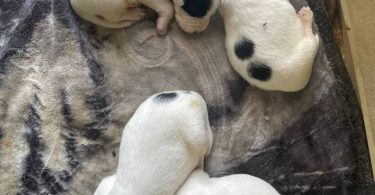 10 American bully mix puppies up for adoption