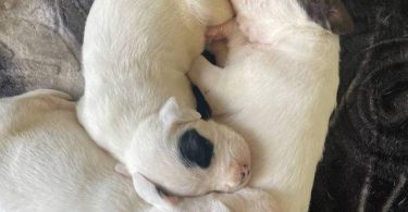 10 American bully mix puppies up for adoption
