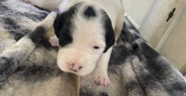 10 American bully mix puppies up for adoption