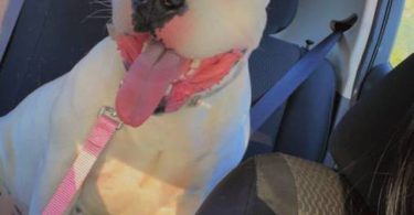 10 American bully mix puppies up for adoption