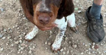 4 months old Brittany puppies for adoption