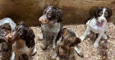4 months old Brittany puppies for adoption
