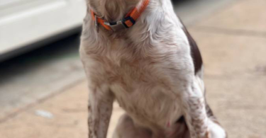 4 months old Brittany puppies for adoption