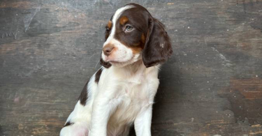 4 months old Brittany puppies for adoption