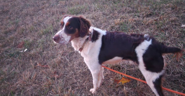 4 months old Brittany puppies for adoption