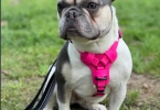 Female French Bulldog Puppy For Adoption