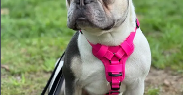 Female French Bulldog Puppy For Adoption