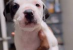 2 boy and 4 girl American Bully pups