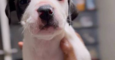 2 boy and 4 girl American Bully pups
