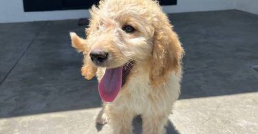 12 weeks old golden doodle puppies for sale