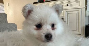 Pomsky boy puppies for sale