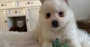 Pomsky boy puppies for sale