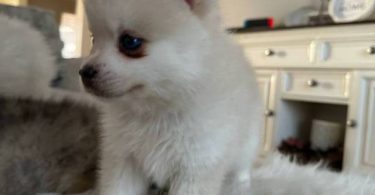 Pomsky boy puppies for sale