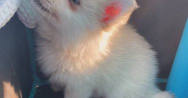 Pomsky boy puppies for sale