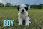 7 registered Saint Bernard puppies for sale