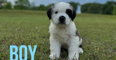 7 registered Saint Bernard puppies for sale