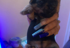 4 boys and 1 girl Yorkies