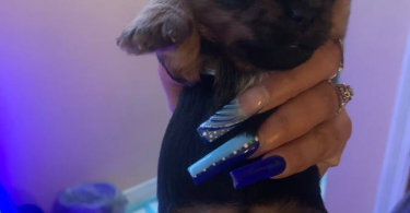 4 boys and 1 girl Yorkies