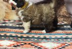 AKC registered St. Bernard puppies for sale