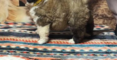 AKC registered St. Bernard puppies for sale