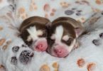 Beautiful Pomsky puppies for sale