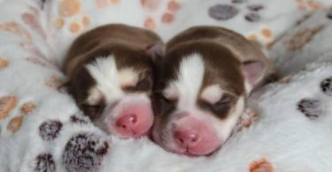 Beautiful Pomsky puppies for sale