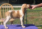10 weeks old Bracco puppies for sale