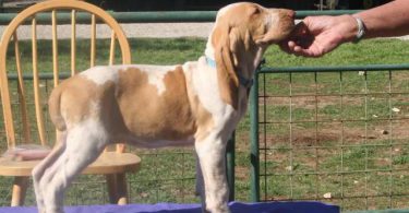 10 weeks old Bracco puppies for sale