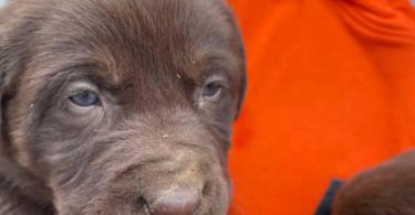 2 AKC Labrador Retriever puppies for sale