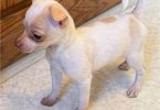 Long-haired and short-haired Chihuahua puppies
