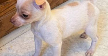 Long-haired and short-haired Chihuahua puppies