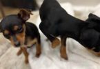 Sweet and Healthy Minpin puppies for sale