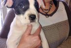 2 beautiful pitbull puppies available