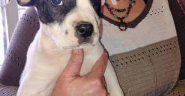 2 beautiful pitbull puppies available