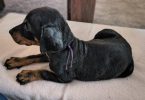 6 weeks old American European Doberman puppies