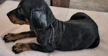 6 weeks old American European Doberman puppies