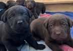 5 Chocolate and 2 black Labrador retriever puppies